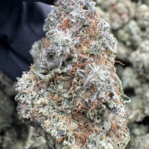 Glue Fuel Indoors premium cannabis flower with dense frosty sticky buds, high THC hybrid strain, indoor grown diesel gas weed
