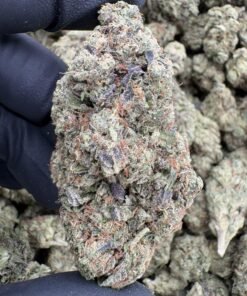 Close-up of a large Strawberry Guavaz cannabis bud held in a black glove
