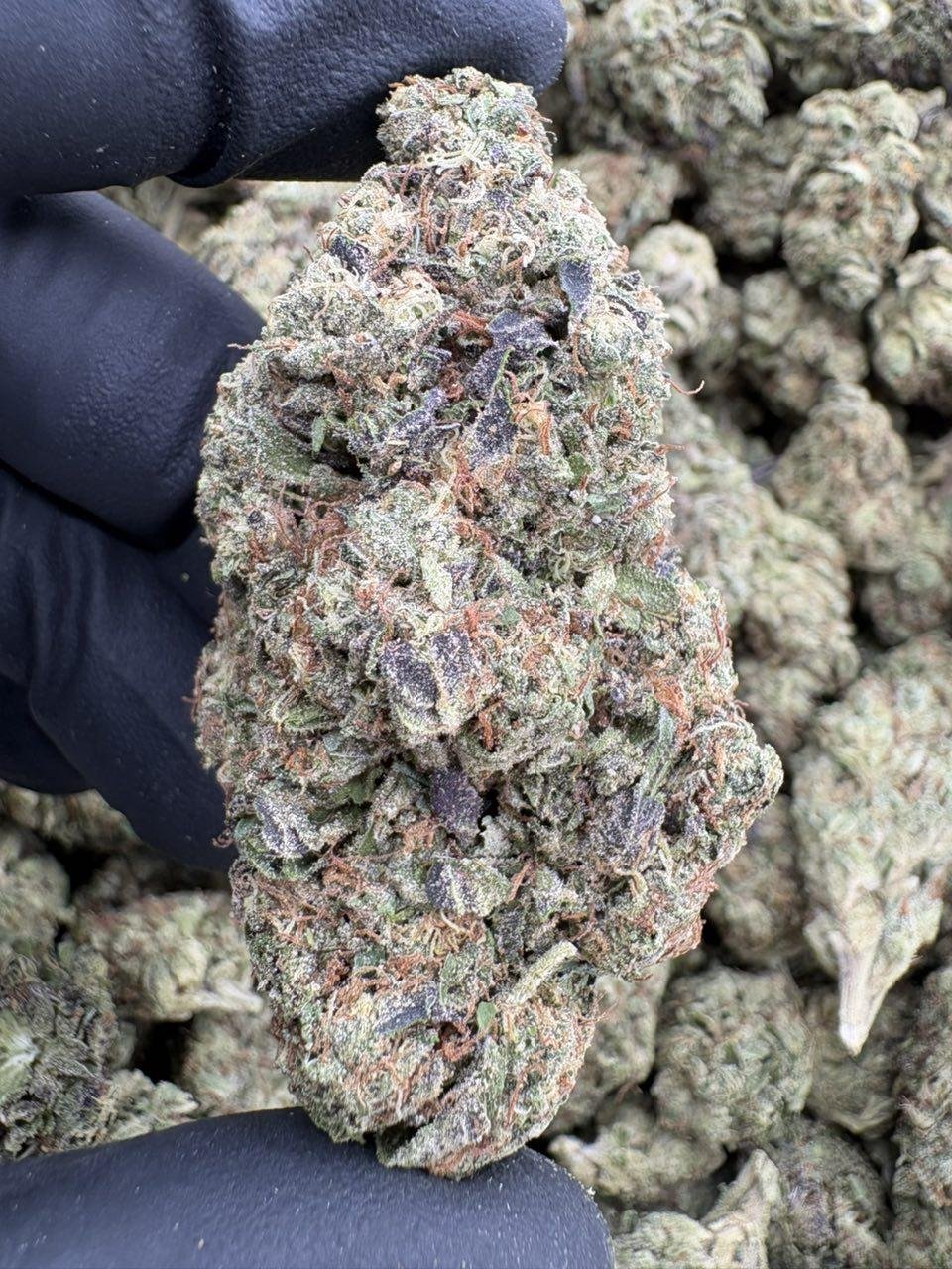 Close-up of a large Strawberry Guavaz cannabis bud held in a black glove Close-up of a large Strawberry Guavaz cannabis bud held in a black glove