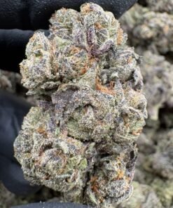 Close-up of Grape Cream Cake Exotics with dense purple-green cannabis buds, orange pistils and frosty trichomes