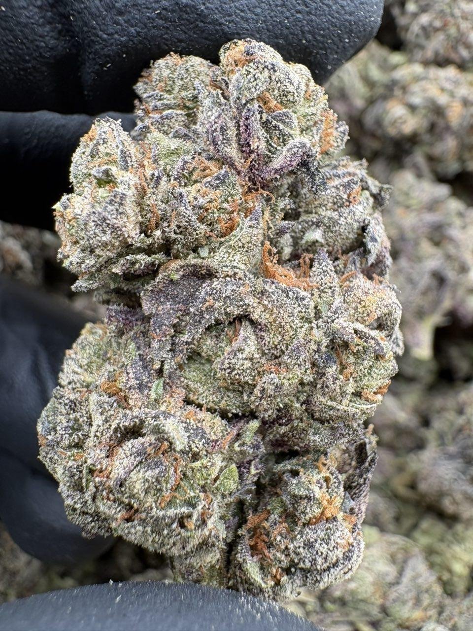Close-up of Grape Cream Cake Exotics with dense purple-green cannabis buds, orange pistils and frosty trichomes Close-up of Grape Cream Cake Exotics with dense purple-green cannabis buds, orange pistils and frosty trichomes