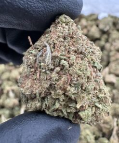 Close-up of Blue Zushi Lows cannabis flower buds beneath the LA Kings Distro logo