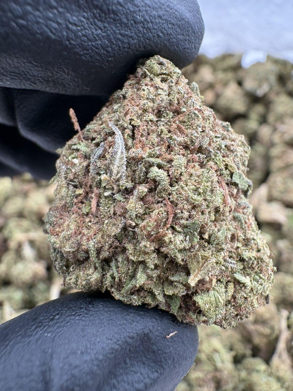 Close-up of Blue Zushi Lows cannabis flower buds beneath the LA Kings Distro logo Close-up of Blue Zushi Lows cannabis flower buds beneath the LA Kings Distro logo