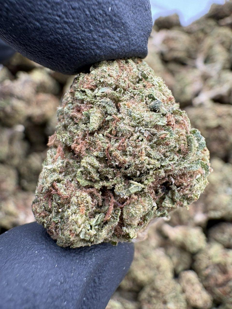 Green Cookie Monster Lows cannabis flower buds with orange pistils beside the LA Kings Distro logo Green Cookie Monster Lows cannabis flower buds with orange pistils beside the LA Kings Distro logo