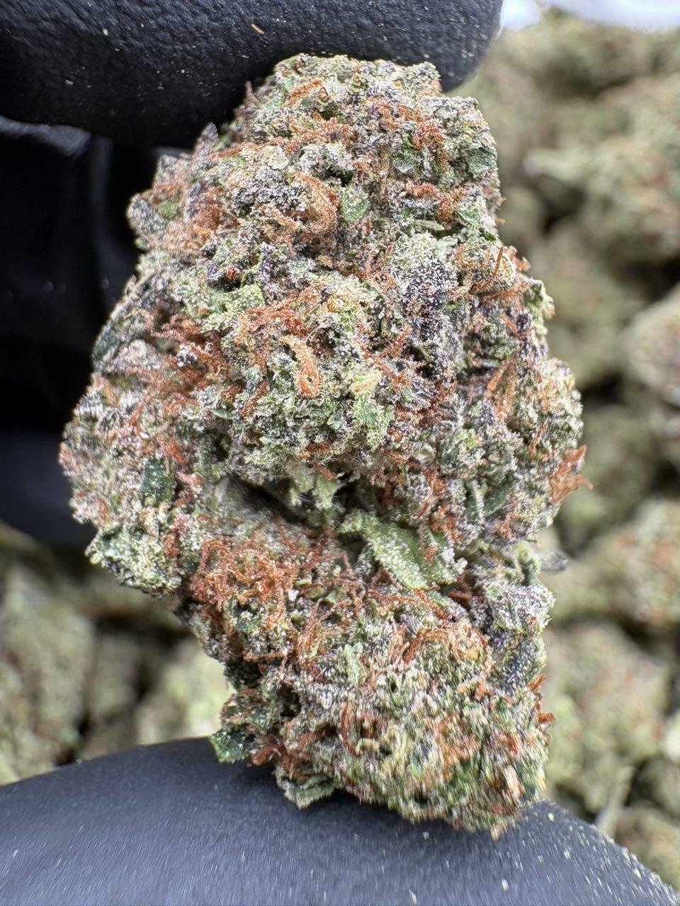 Frosty purple and green Project 4516 cannabis flower buds beside the LA Kings Distro logo Frosty purple and green Project 4516 cannabis flower buds beside the LA Kings Distro logo