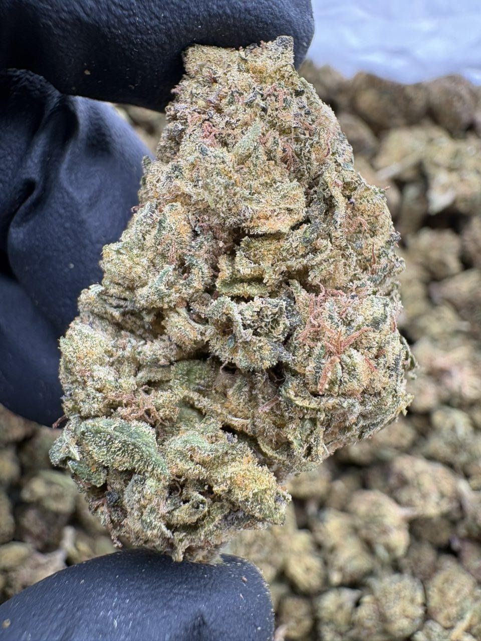 photo_2026-07-30_05-57-02 Close-up of chunky green Toxic Lemon Lows cannabis buds beneath the LA Kings Distro sign