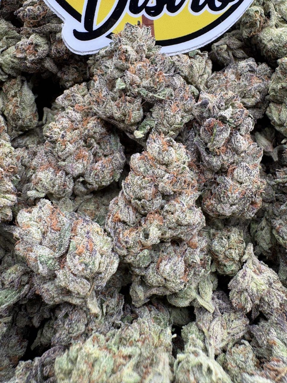 Frosty green and violet Cherry Zlushie cannabis flower buds with copper-orange pistils Frosty green and violet Cherry Zlushie cannabis flower buds with copper-orange pistils
