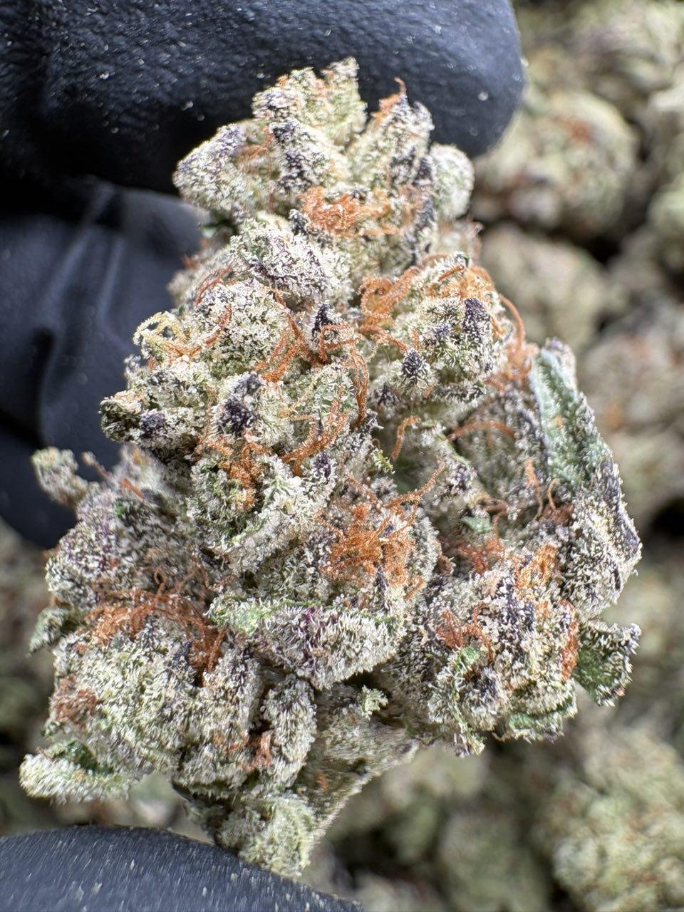 Frosty green and violet Cherry Zlushie cannabis flower buds with copper-orange pistils Frosty green and violet Cherry Zlushie cannabis flower buds with copper-orange pistils