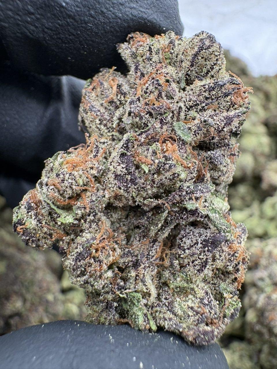 Frosty purple and green Z Runtz cannabis flower buds with bright orange pistils Frosty purple and green Z Runtz cannabis flower buds with bright orange pistils