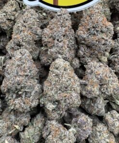 Pink Truffle indoors