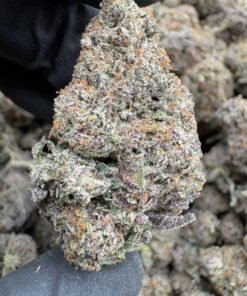 Pink Truffle indoors