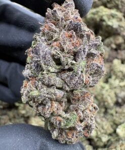 Rainbow Sherbert