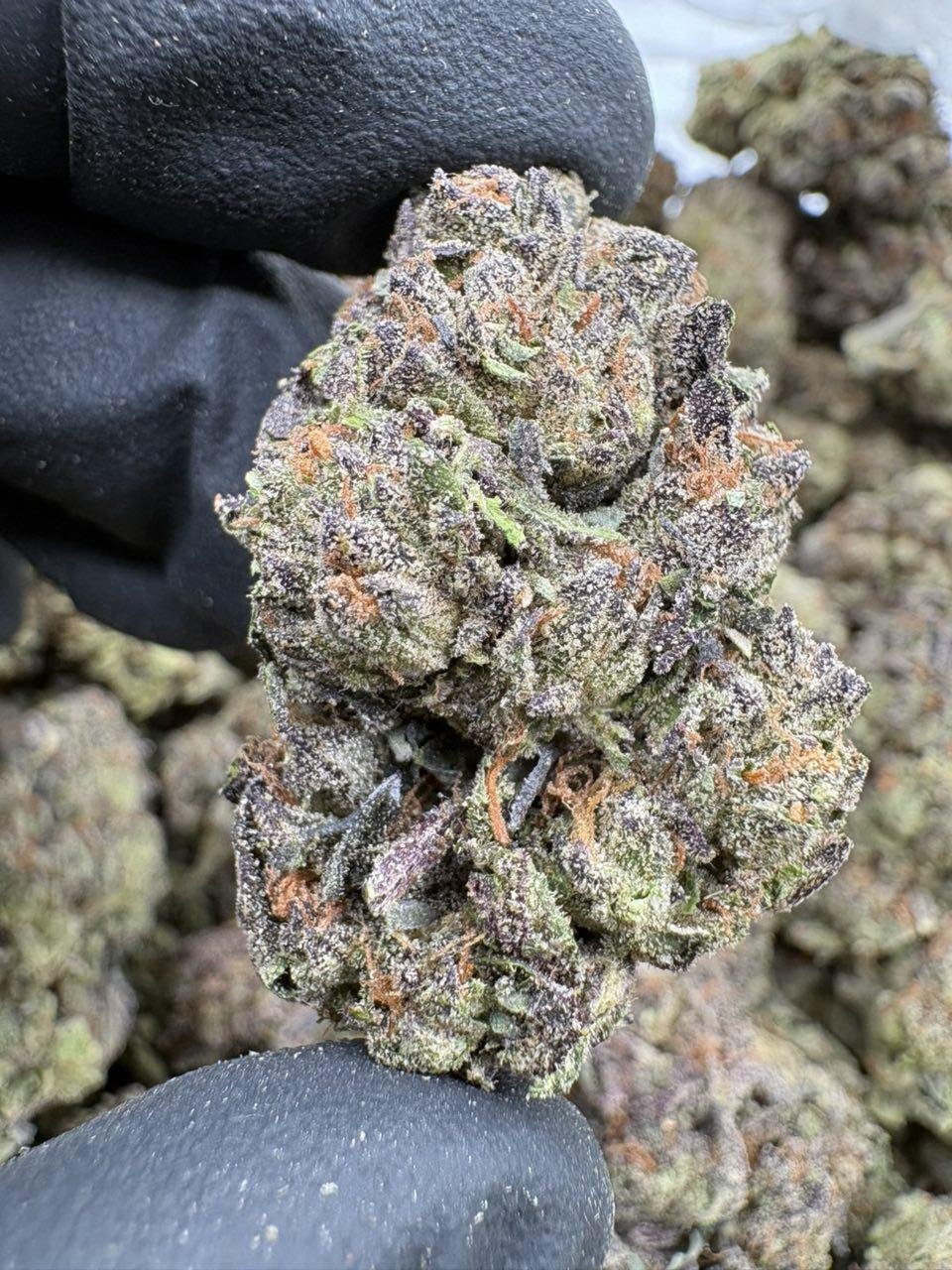 Red Velvet cannabis buds with purple and green coloration, orange pistils and frosty trichomes displayed together Red Velvet cannabis buds with purple and green coloration, orange pistils and frosty trichomes displayed together